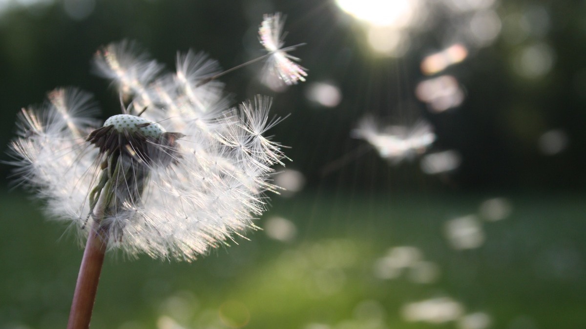 Dandelion: Impermanence Unveiled